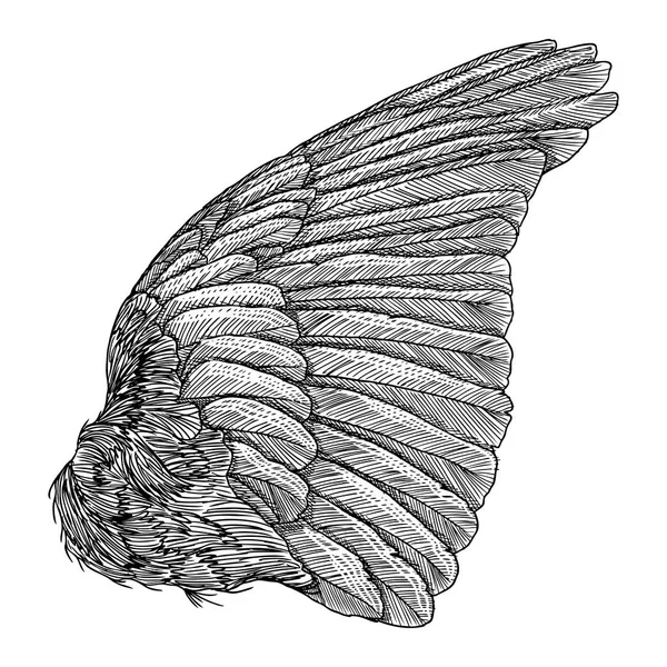 Ręcznie rysowane szczegółowe ptak skrzydło — Wektor stockowy