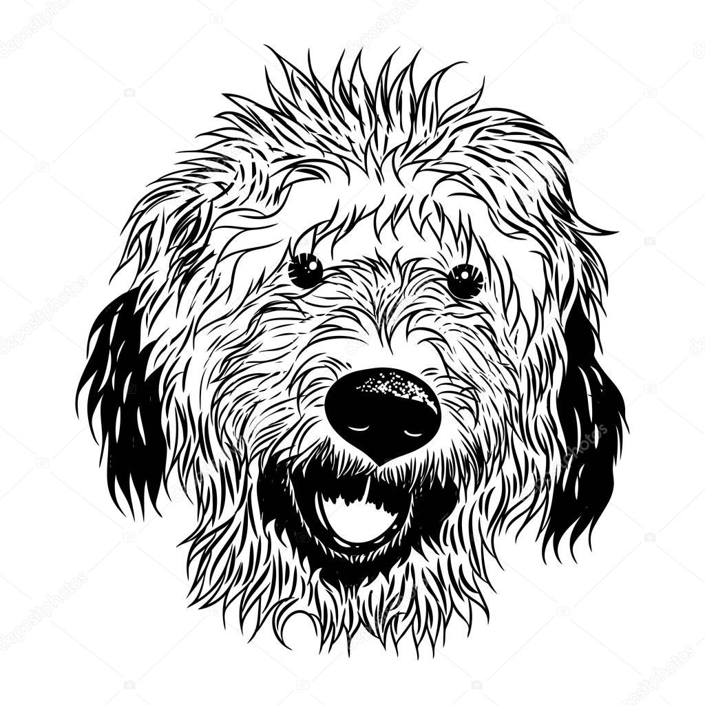 Portrait of Labradoodle puppy