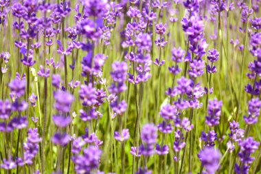 Lavanta çiçek açan çalılar 