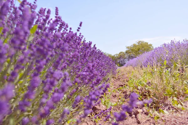 Lavender blooming bushes — Stock Photo, Image