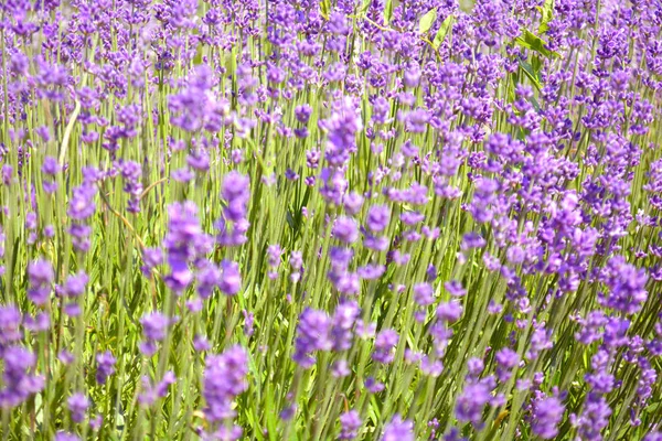Lavendel blühende Sträucher — Stockfoto