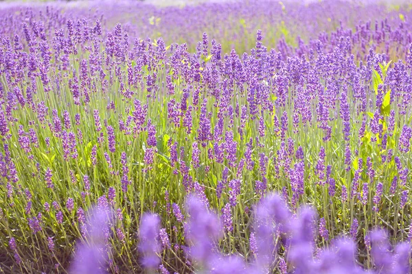 Lavendel blühende Sträucher — Stockfoto