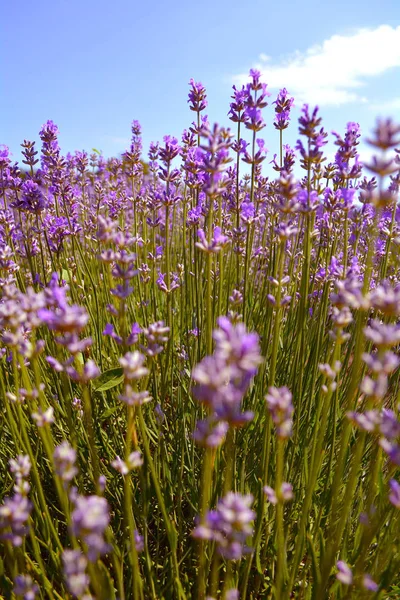 Lavender bushes on sunse — Stock Photo, Image