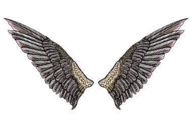 Renkli kuş kanatları 