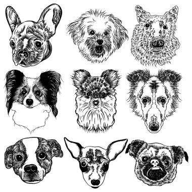 Koleksiyonu farklı köpek doğurmak