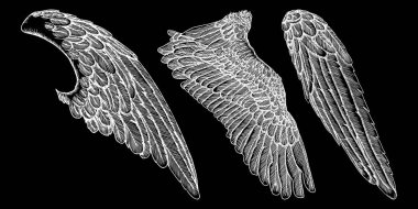 Elle çizilmiş kuş kanatları seti