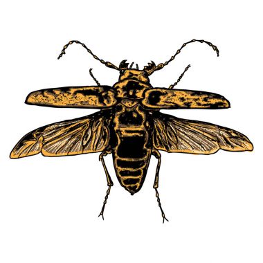 Çizim böcek noktalarla