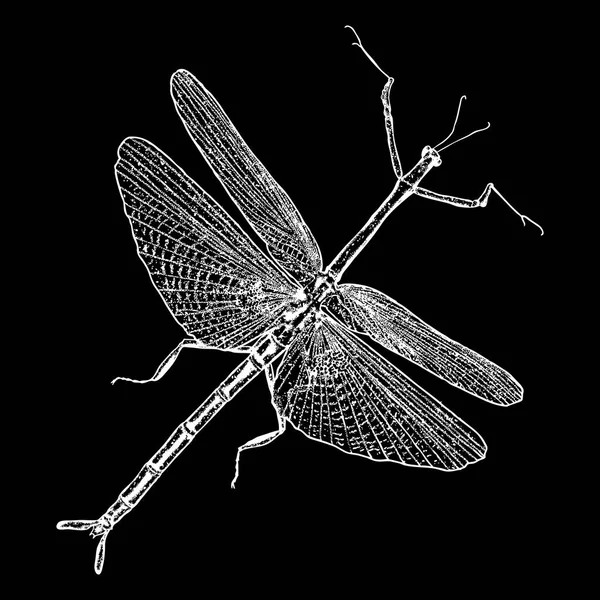 Hmyzu tečkování, kreslení — Stockový vektor
