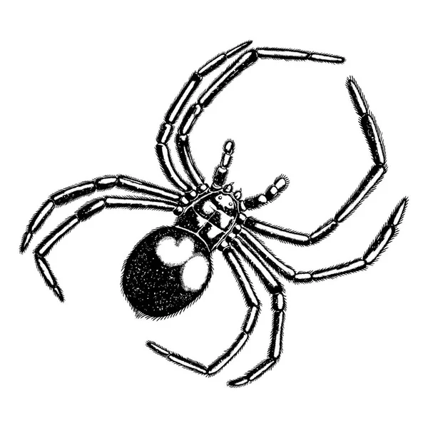 Stipple drawing of spider — Stock Vector