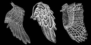 El çizimi kuş kanatları çekilmiş.