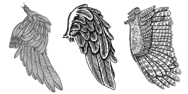 Les ailes sont prêtes. Ailes d'oiseau détaillées dessinées à la main collection . — Image vectorielle