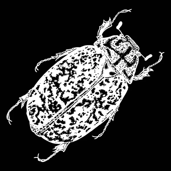 Insecte, insecte, scarabée . — Image vectorielle