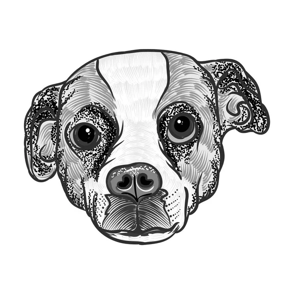 Portrait de beagle . — Image vectorielle