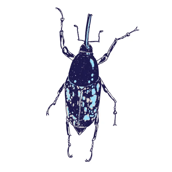 Kleur insecten beetle bug. — Stockvector