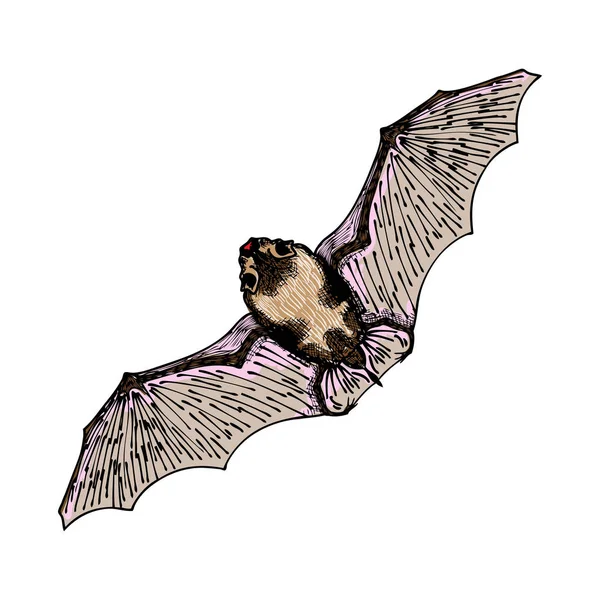 Стилизованная ручная рисование вампирской летучей мыши . . — стоковый вектор