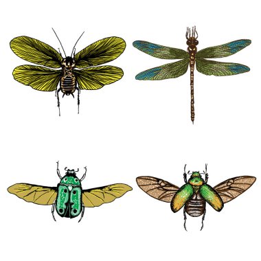 İzole set çizim böcek noktalarla renk.