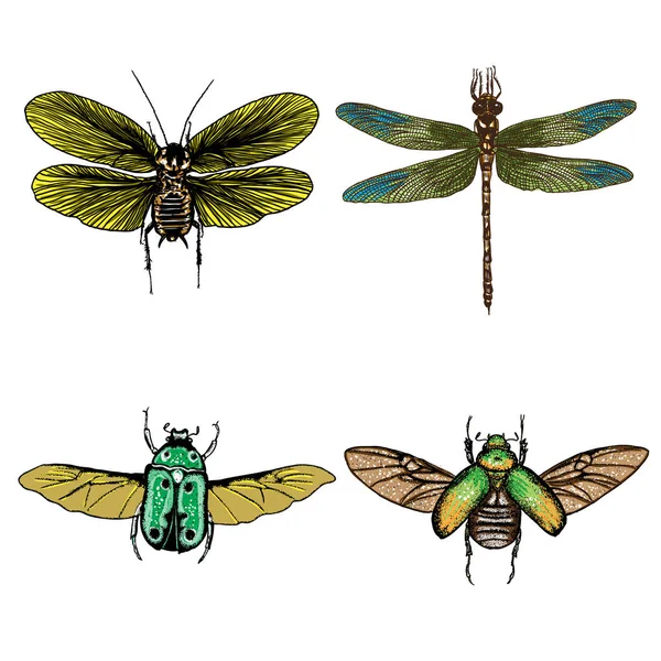 İzole set çizim böcek noktalarla renk.