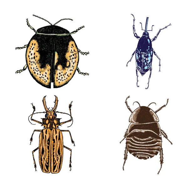 İzole set çizim böcek noktalarla renk. 