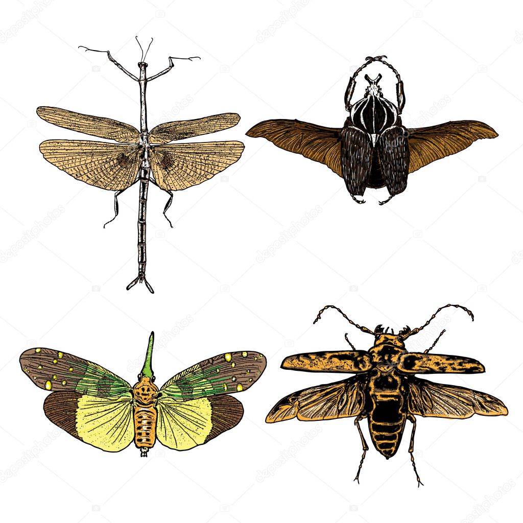 Colour Insect stipple drawing set isolated. 