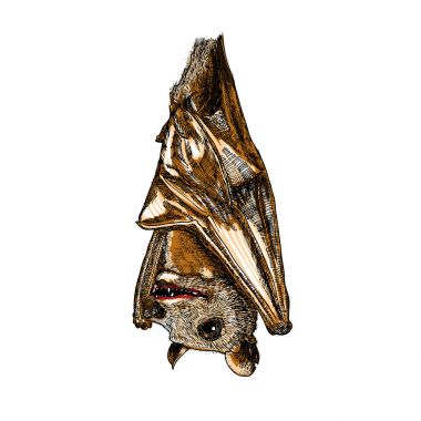 Stilize el çizim vampir yarasa. 