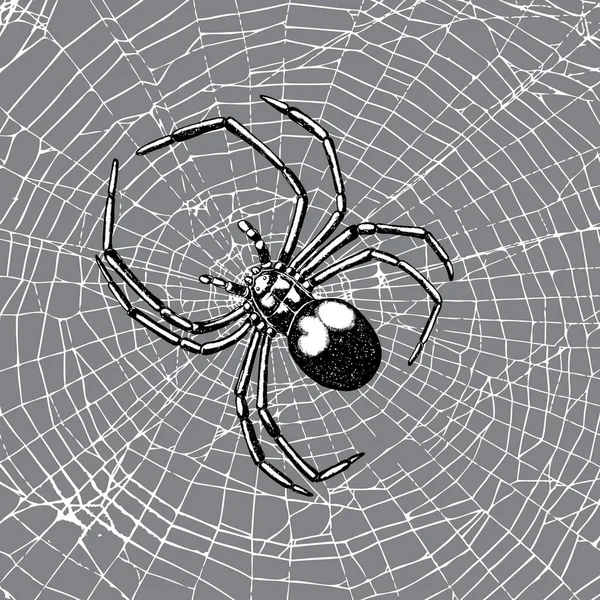 Handgezeichnete Spinne im Netz. — Stockvektor