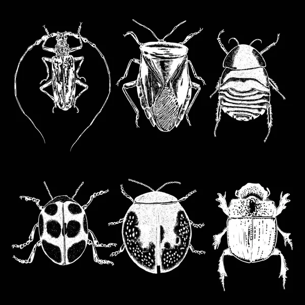 Ensemble de dessin aux stipulations d'insectes isolé . — Image vectorielle