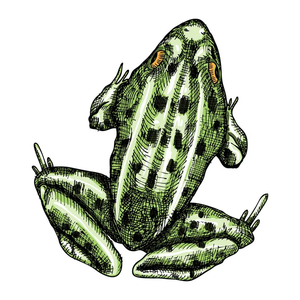 Grenouille, dessin stylisé . — Image vectorielle