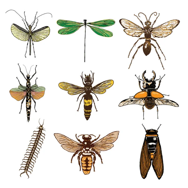 Eine Reihe von Insekten — Stockvektor