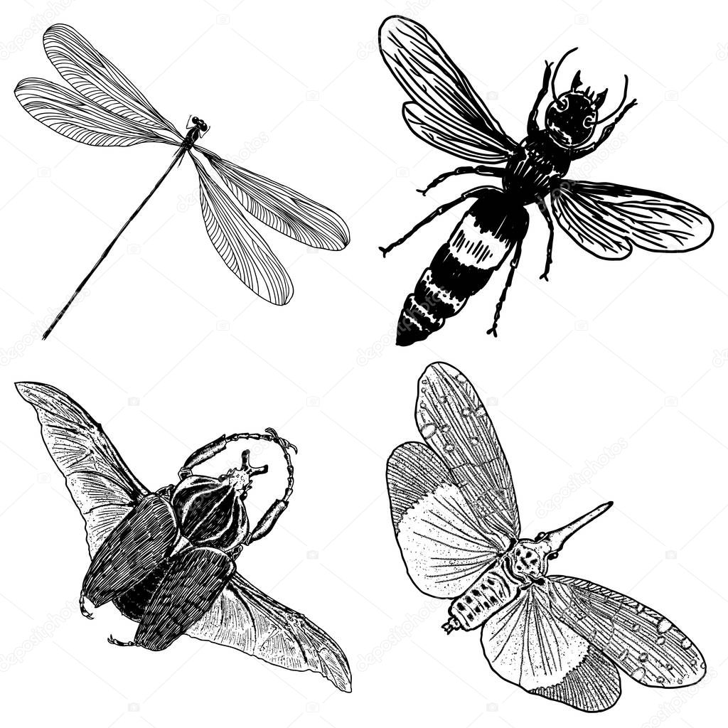 Big set of insects