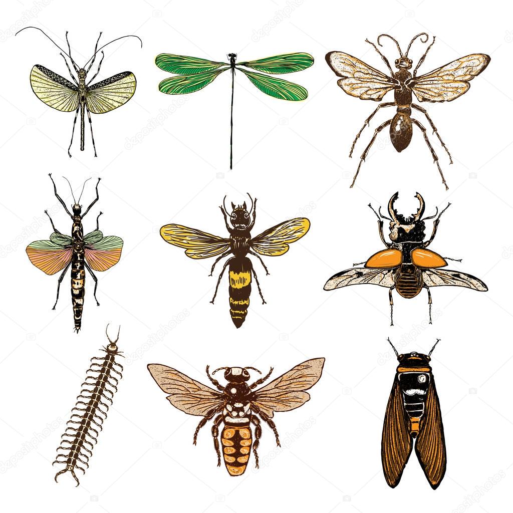 Set of insects bugs 