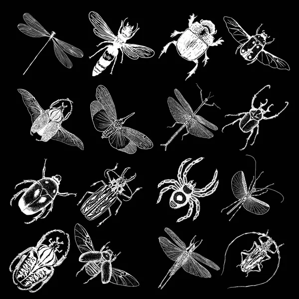 İzole set çizim böcek noktalarla. 