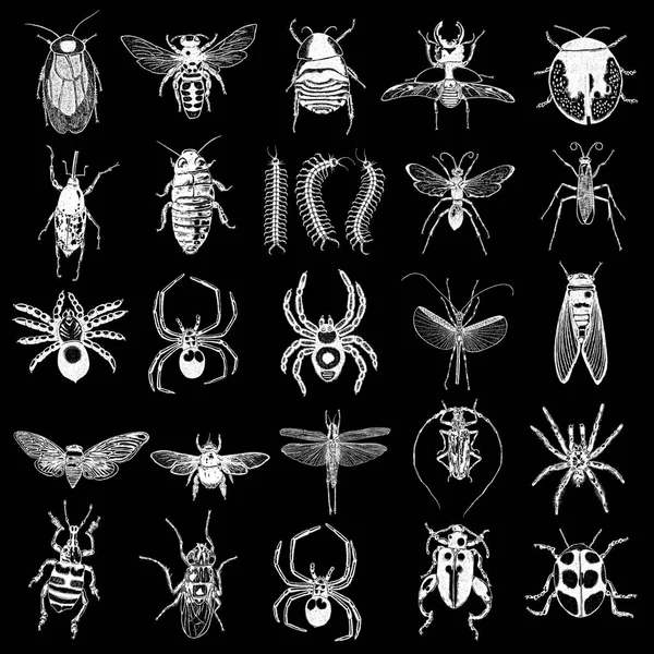 Великий набір комах, жуків — стоковий вектор