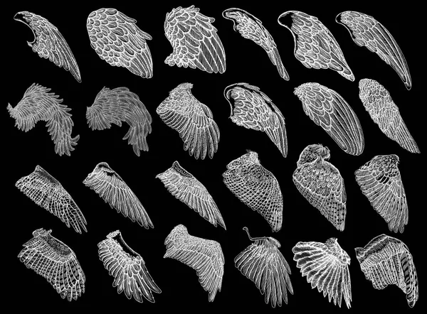 Conjunto de alas de ángel o pájaro talladas en madera grabada vintage dibujada a mano — Vector de stock