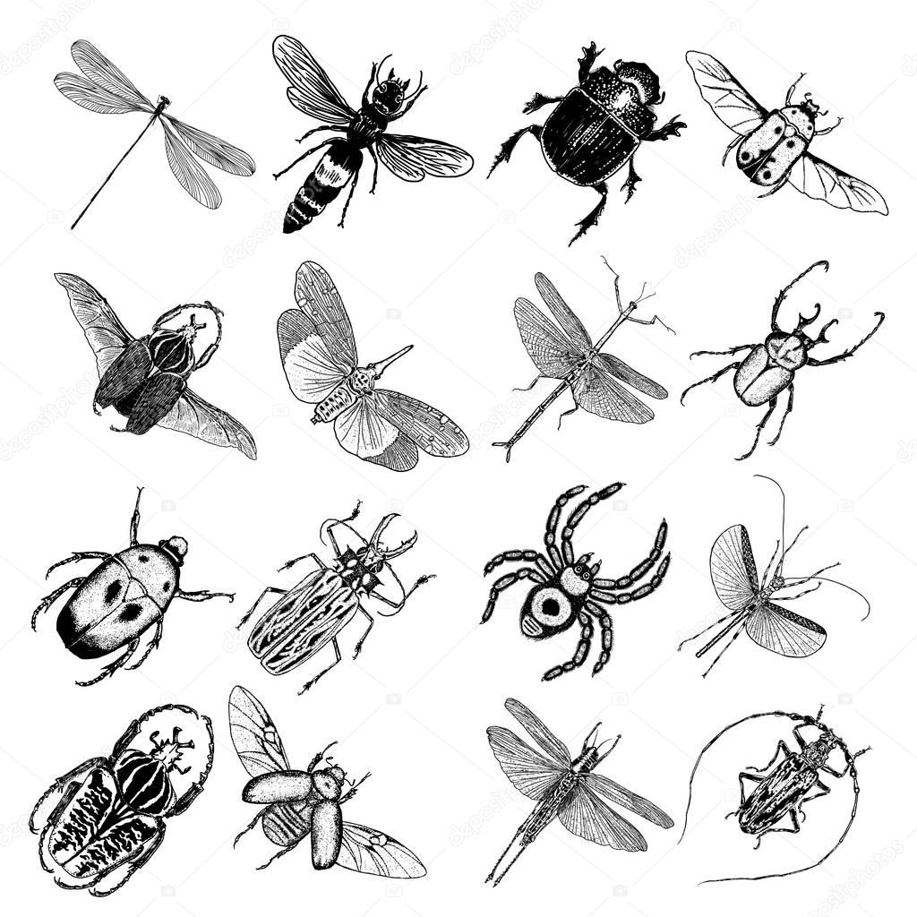 Big set of insects, bugs,