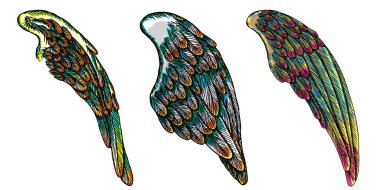 Ve güzel renkli kuş kanatlar