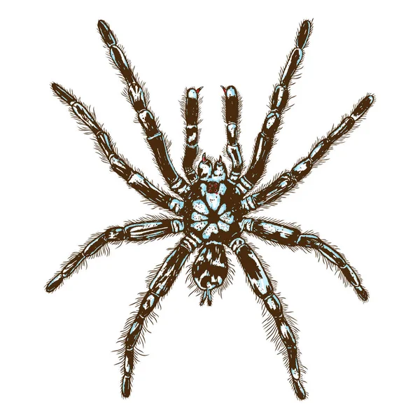 Малюнок павука кольору Хеллоуїна ізольований . — стоковий вектор