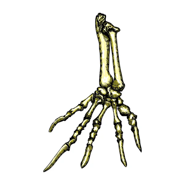 Stilisierte Zeichnung von Echsenknochen der Hand. — Stockvektor