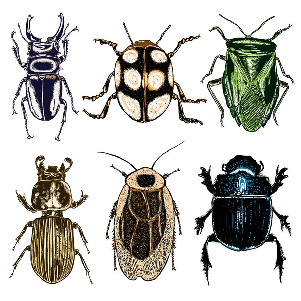 ชุดแมลง — ภาพเวกเตอร์สต็อก