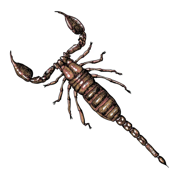 Wyciągnąć rękę Scorpion — Wektor stockowy