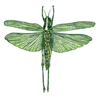 Renkli böcekler böcek. 