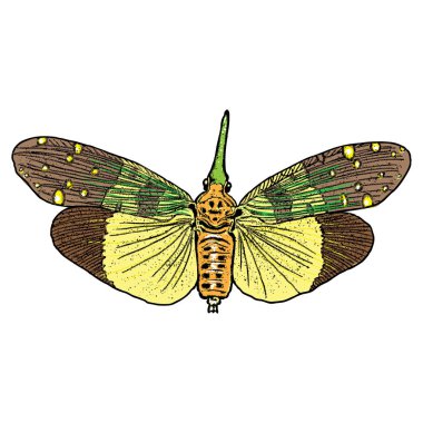 Renkli böcekler böcek. 