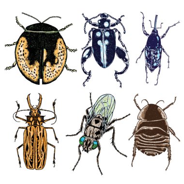 Böcekler böcek kümesi 