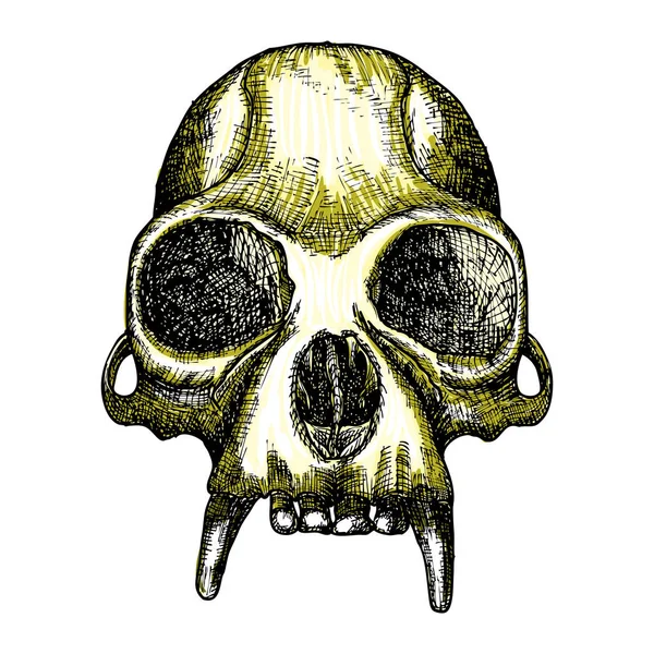 Aap schedel hand getrokken, geïsoleerde op wit. — Stockvector