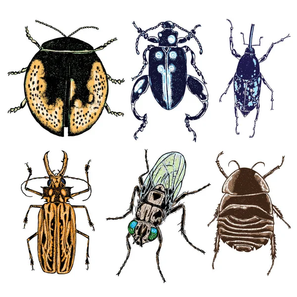 Böcekler böcek kümesi 