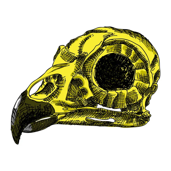 El cráneo de pájaro. Ilustración de dibujo a mano para Halloween . — Vector de stock
