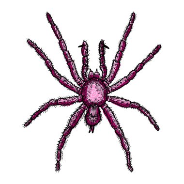 Örümcek el çekilmiş, izole üzerinde beyaz Cadılar Bayramı dekorasyon için.