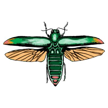 Cadılar Bayramı için izole renkli çizim böcek noktalarla. 