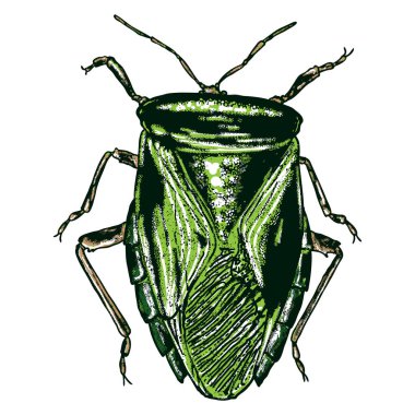 Renkli böcekler böceği böcek. 