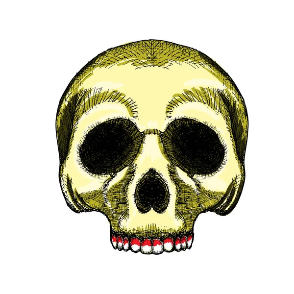 Ручной рисунок черепа . — стоковый вектор
