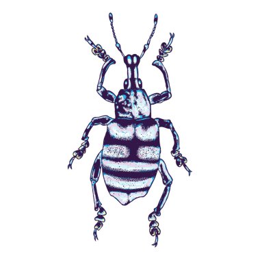 Renkli böcekler böceği böcek.